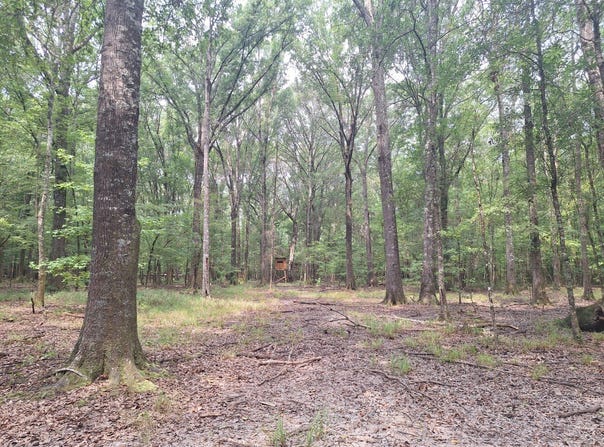 Y.C. Nichols Rd, Lowndesboro, AL 36752