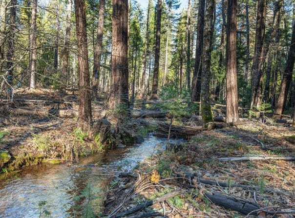 Montgomery Road, Shingletown, CA 96088