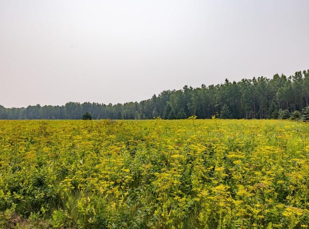 13 Acres WHITETAIL LANE, Tipler, WI 54542