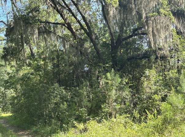 5856 Martin Street, Ravenel, SC 29470