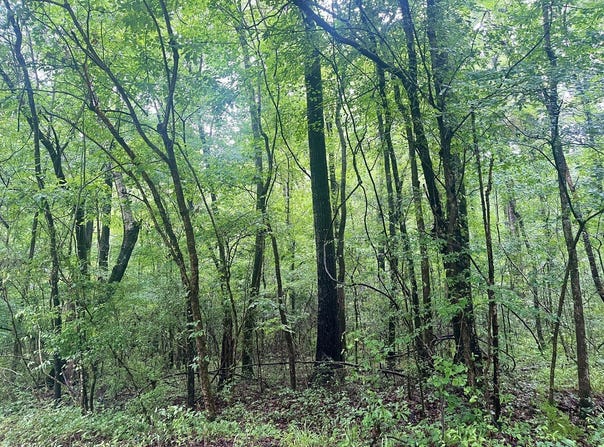 0 Independence Bottom Road, Selma, AL 36701