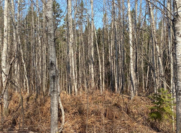 Near MAPLE RD, Phillips, WI 54555
