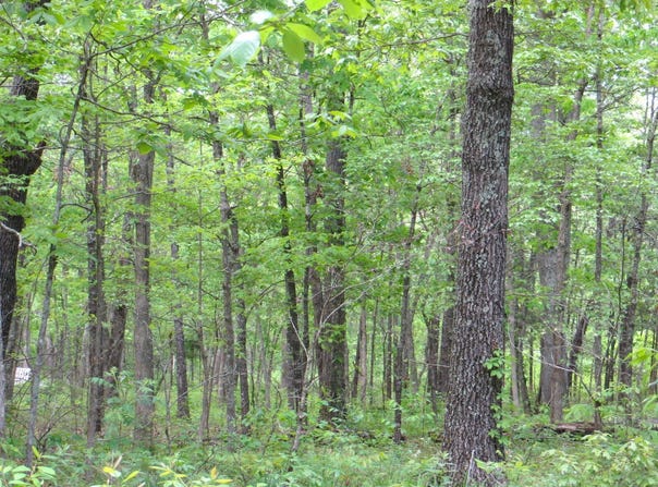 Tbd County Road 206, Alton, MO 65606