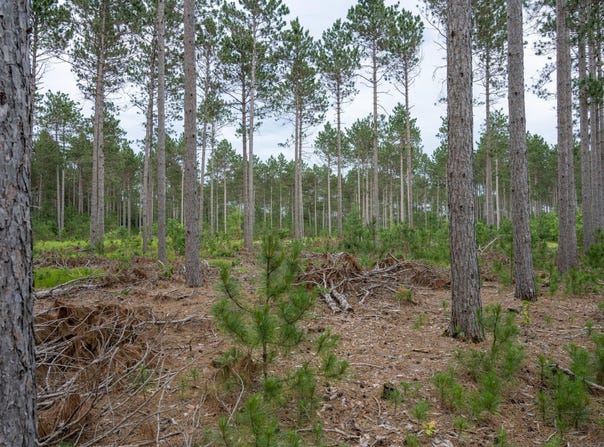 Lot 5 Bollig Court, Nekoosa, WI 54457