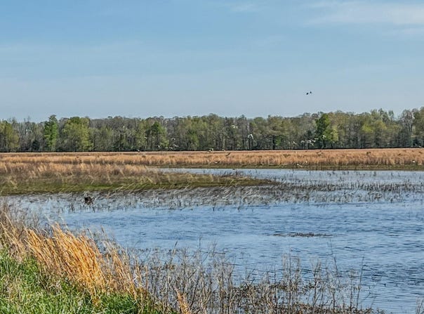 1962 acres Upper Lockhart Road, Cord, AR 72524