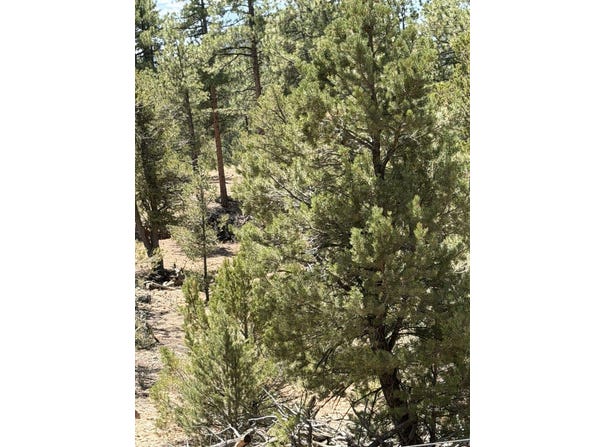 9th Trail, Cotopaxi, CO 81223