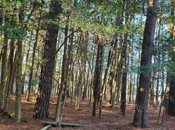 Lot 838 CASTAWAY, GREENBACKVILLE, VA 23356