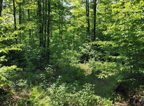 320 Trophy Ln, Hessel, MI 49745