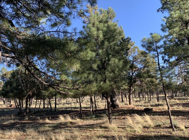 5732 Raton Circle, Happy Jack, AZ 86024