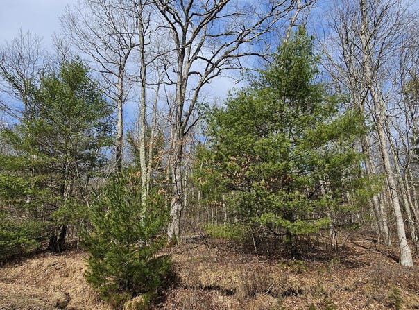 Lot 20.22 Woods Road, Barryville, NY 12719