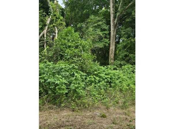 Sellars Street, Daingerfield, TX 75638