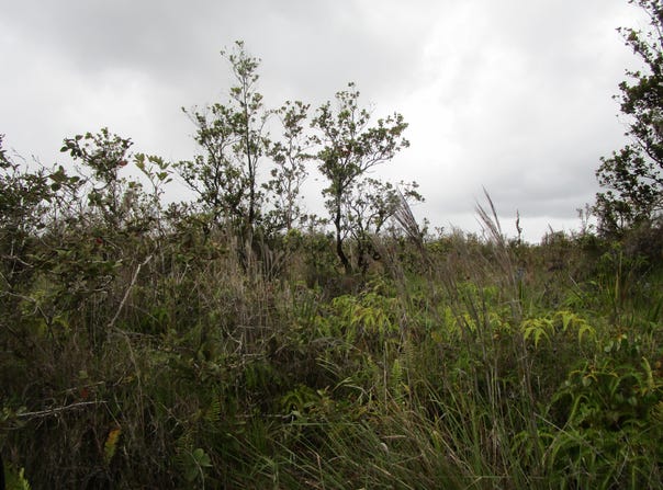 OMEKA RD, Volcano, HI 96785