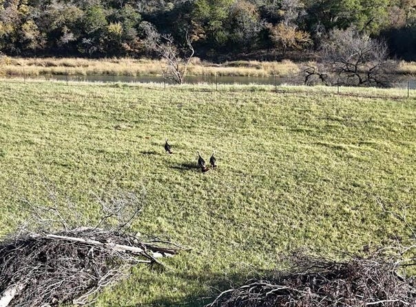 124 Wooded Acres Drive, Mineral Wells, TX 76067