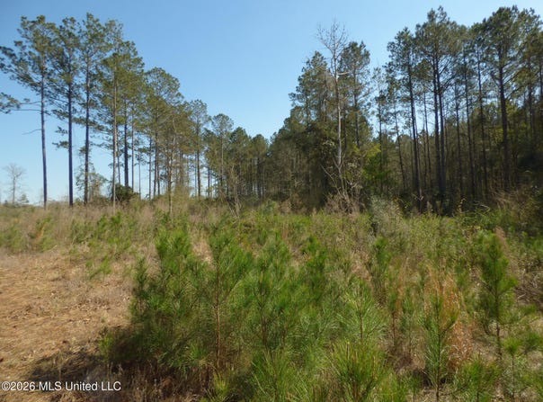 C D Rayborn Road, Jayess, MS 39641