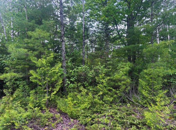 Bonita Drive lot: 115, Presque Isle, MI 49777