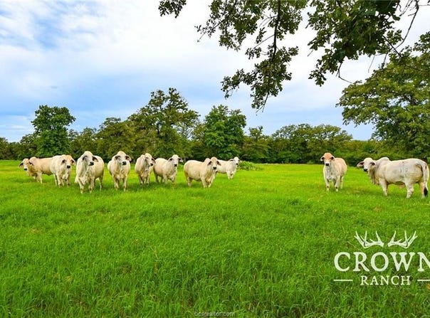 Tbd FM 908 (+/-657 acres), Caldwell, TX 77836