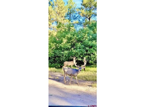 SR 512 Highway, Chama, NM 87575