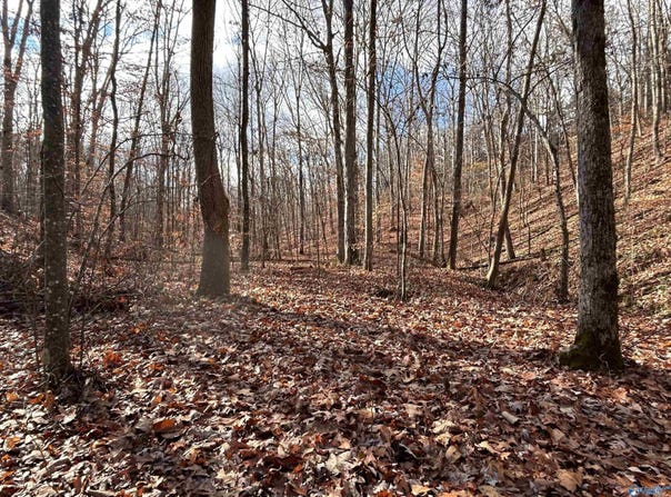 10 Ac Pennywinkle Creek Lane, Cherokee, AL 35616