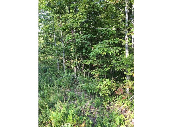 Hood Lane lot: 239, Wilder, TN 38589