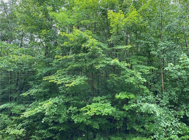 Near Seven Mile Road, Herbster, WI 54844