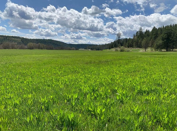 4681 Springdale Hunters Rd, Springdale, WA 99173