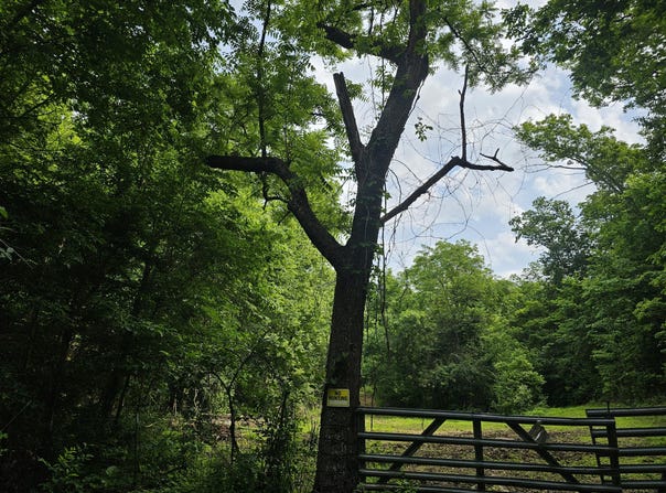 000 Sunny Slope Drive, Crane, MO 65633