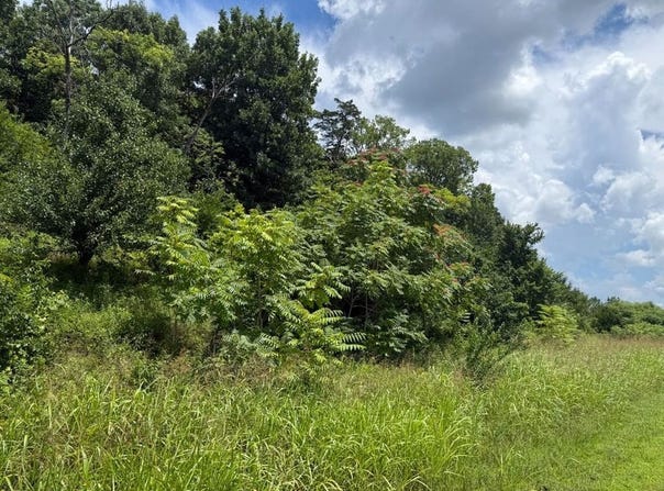 O Liberty Pike, Franklin, TN 37067