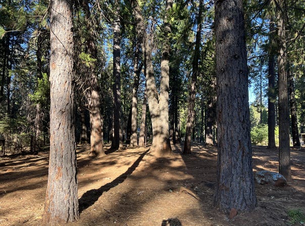 Alward Way, Shingletown, CA 96088