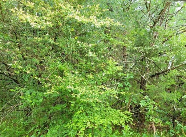 000 Brookshire Drive, Gordonville, TX 76245