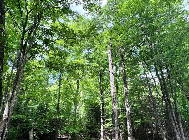WHITE PINE LOOP lot: 32, Eagle River, WI 54521