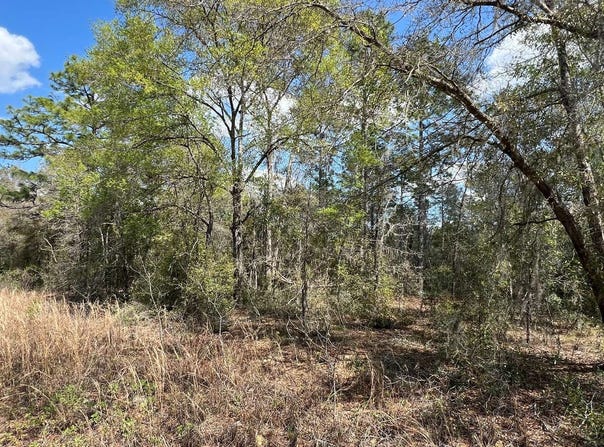 000 NE 154TH AVENUE, Williston, FL 32696