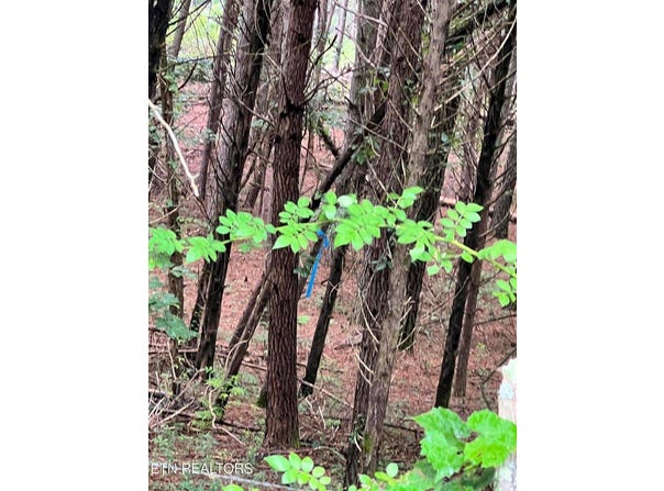 Lot 5 Willie Promore Rd, Decatur, TN 37322