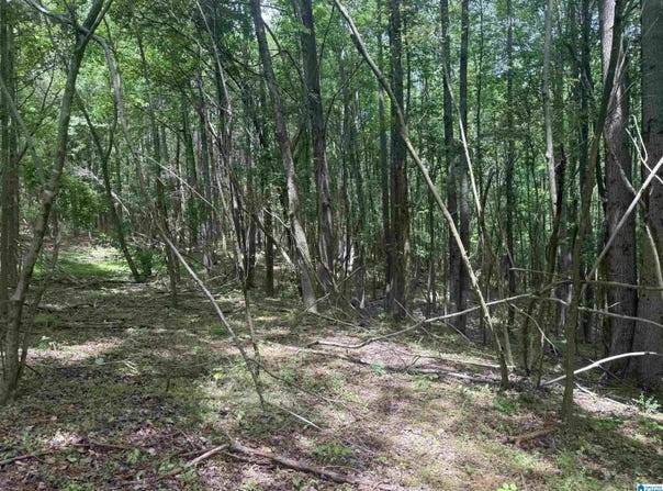 1 COUNTY ROAD 670, RANBURNE, AL 36273