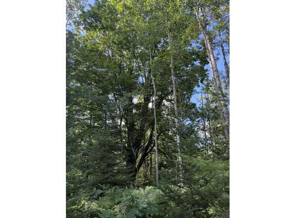 50 acres Herron Road, Alpena, MI 49707