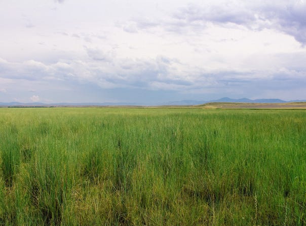 Little Muddy Creek Ranch, Cascade, MT 59421