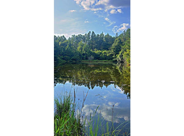363 Acres FL-85, Laurel Hill, FL 32567