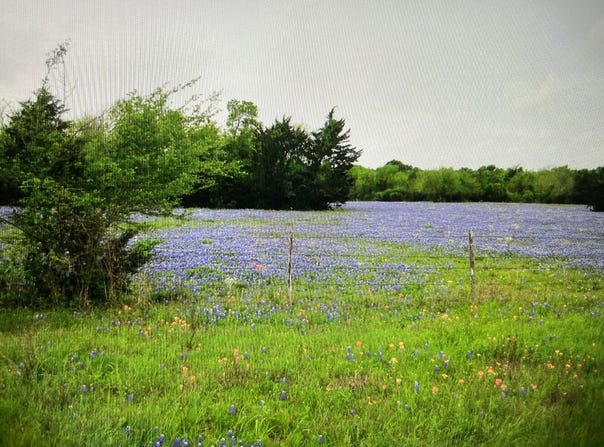 TBD  A0019 FJ Greenwood, Track 3, ACRES 82.56 Fronting FM 2445, Navasota, TX 77868