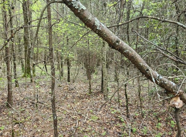 0 Old Holy Water Road, Tracy City, TN 37387