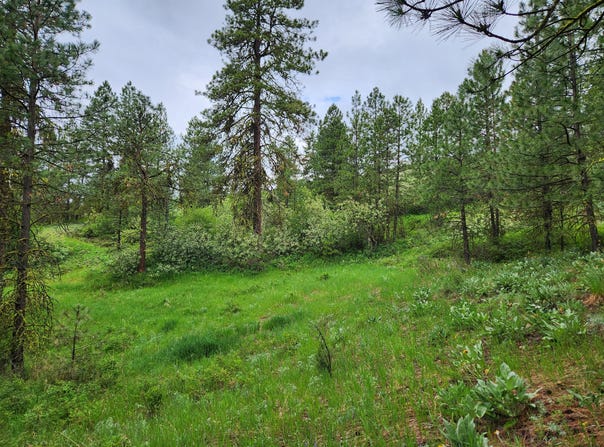 TBD GOLD MOUNTAIN RD, REPUBLIC, WA 99166