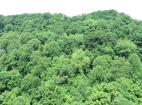 0 Youngs Hollow Road, Charleston, WV 25320