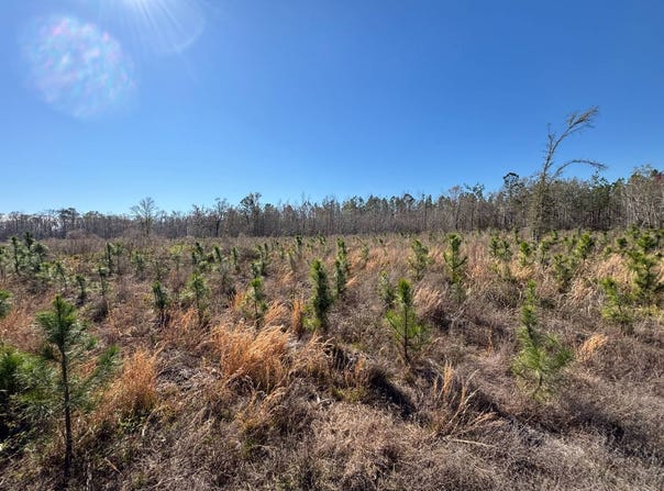 003 Brushy Hammock, Mayo, FL 32066