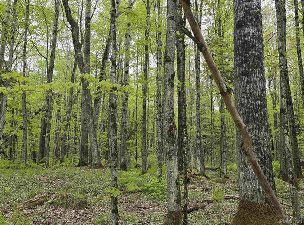 Lot 37 Yellow, Nisula, MI 49952