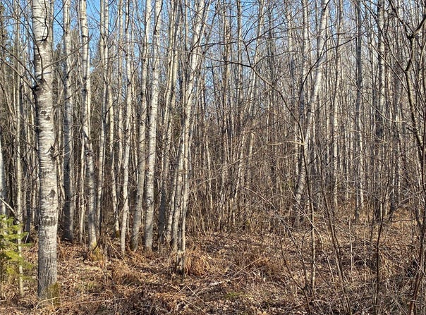 Near Jackson Road, Lake Nebagamon, WI 54849