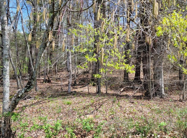 00 East E Hillcrest Street, Mountain City, TN 37683