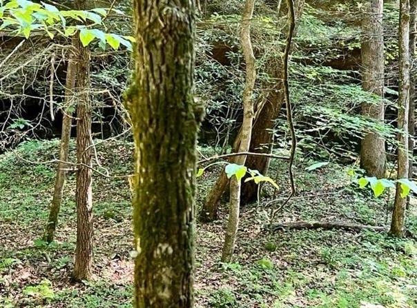 Coperas Cave Branch, Beattyville, KY 41311