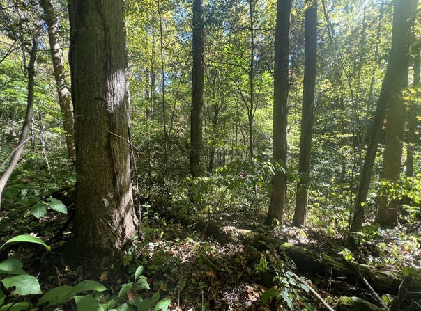 Red River Valley lot: 15, Slade, KY 40376