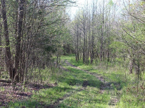 Albert Pike Road, Royal, AR 71968