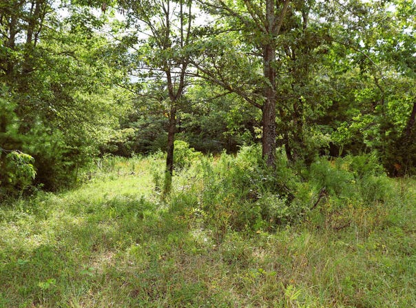 3 acres Co Rd 198, Danville, AL 35619