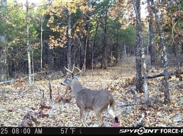 Buck Ridge Lane, Williford, AR 72482