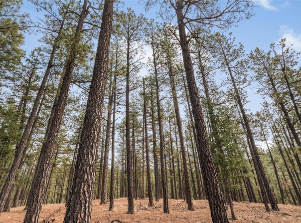 Avenida Securidad lot: 44, Rociada, NM 87742
